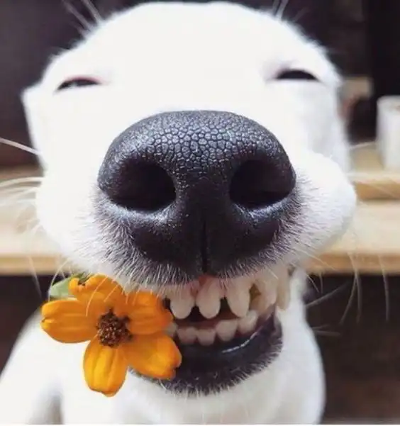 smile whatsapp dp images